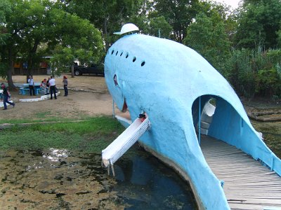 2011 Blue whale (6)